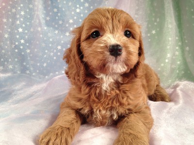 Cockapoo for sale, Cockapoos in Iowa 2012, cockapoo breeder with pups